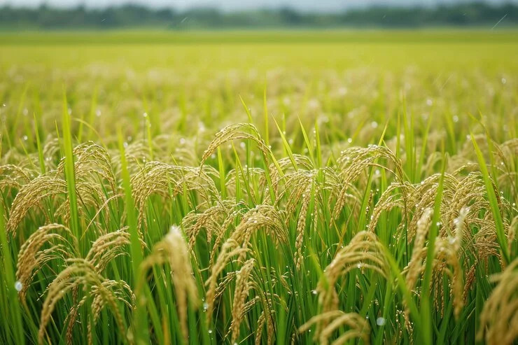 Cabinet hikes MSP for 14 Kharif crops